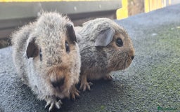 Guinea Pig rodents for sale: Male guinea pigs - Image 19