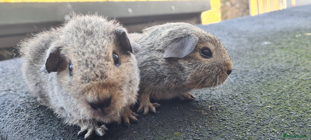 Guinea Pig rodents for sale: Male guinea pigs - Image 19