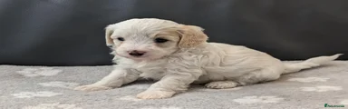 Maltipoo Puppy 3