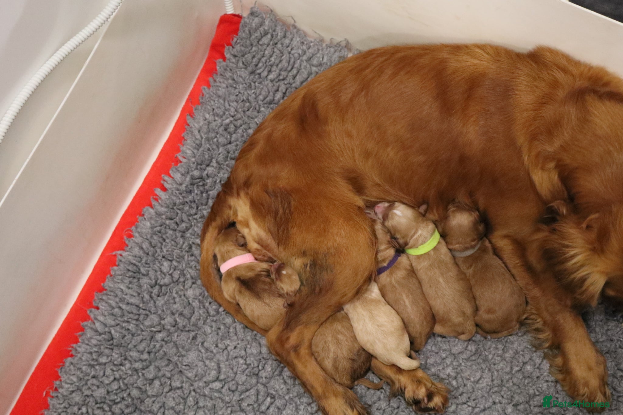 Cockapoo dogs for sale: ELITE COCKAPOOS LICNECED 5* BREEDERS - Advert 3