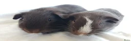 Guinea Pig rodents for sale: Lovely Baby Guinea pig boys available  - Advert 3