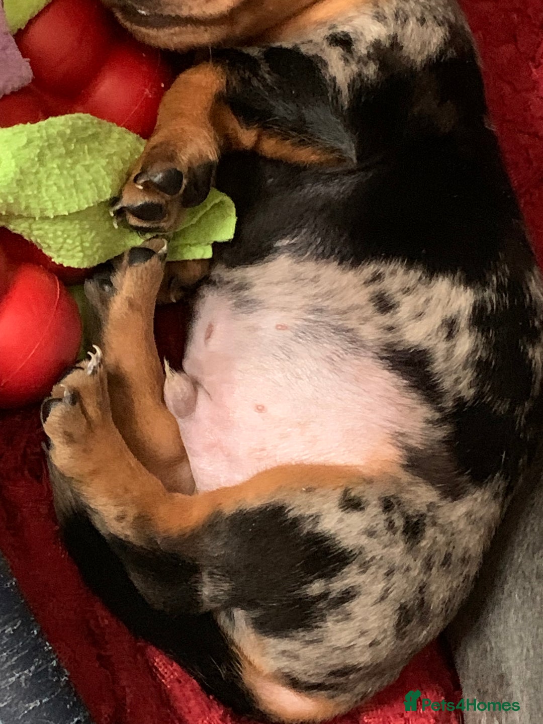 Miniature Dachshund dogs for sale: Silver Dapple Minature Dachshund  - Image 6