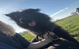 Mixed Breed dogs for adoption: Meet Ranger, currently residing in Lancashire  - Image 4