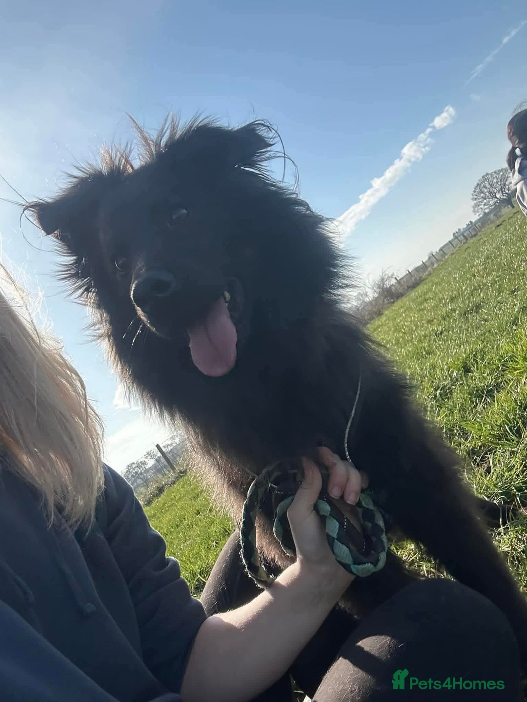 Mixed Breed dogs for adoption: Meet Ranger, currently residing in Lancashire  - Image 4