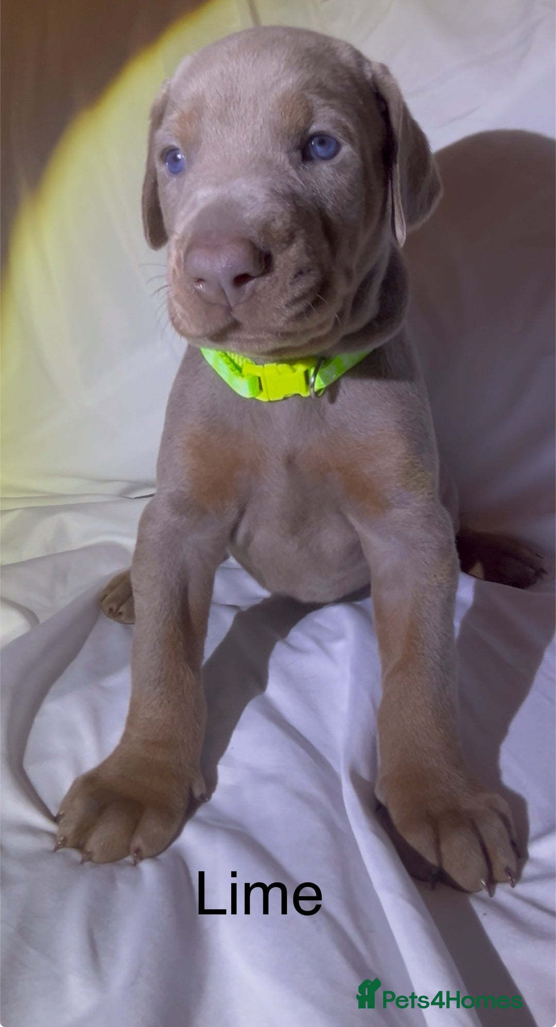 Dobermann dogs for sale: Kc Isabella Doberman puppies  - Image 4