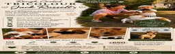 Jack Russell dogs for sale: Rough Coated Tricolour Jack Russell  in Carmarthen - Advert 5