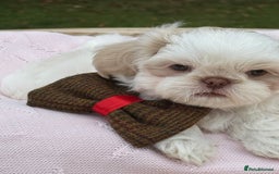 Shih Tzu dogs for sale: Stunning tiny imperial karashishi puppies - Image 18