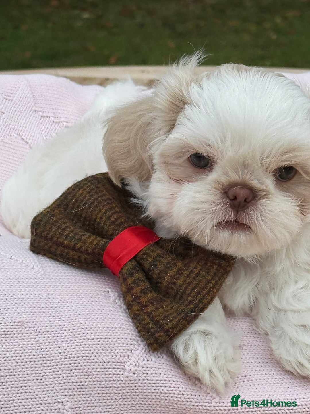 Shih Tzu dogs for sale: Stunning tiny imperial karashishi puppies - Image 18