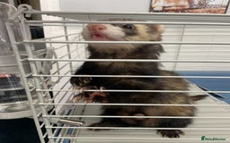 Ferret rodents for sale: unneutered 1 year old Hob Ferret, comes with cage  - Image 3