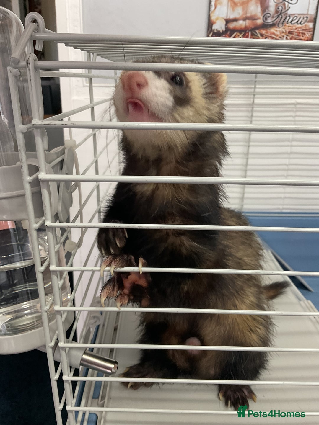 Ferret rodents for sale: unneutered 1 year old Hob Ferret, comes with cage  - Image 3
