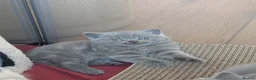 British Shorthair cats for sale: GCCF British Shorthair kittens  - Advert 13