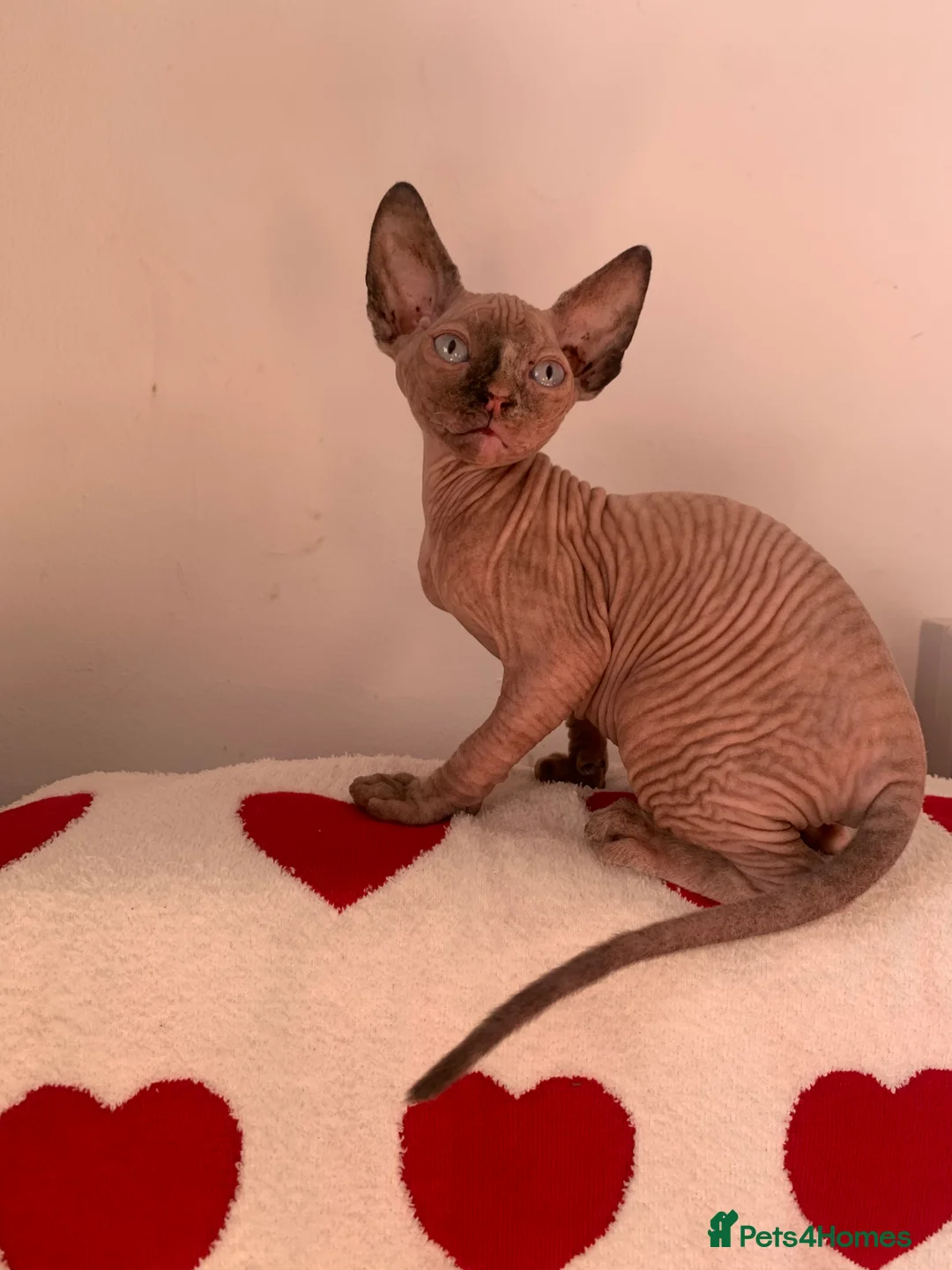 Sphynx cats for sale:  ** s sphynx babies - Advert 14