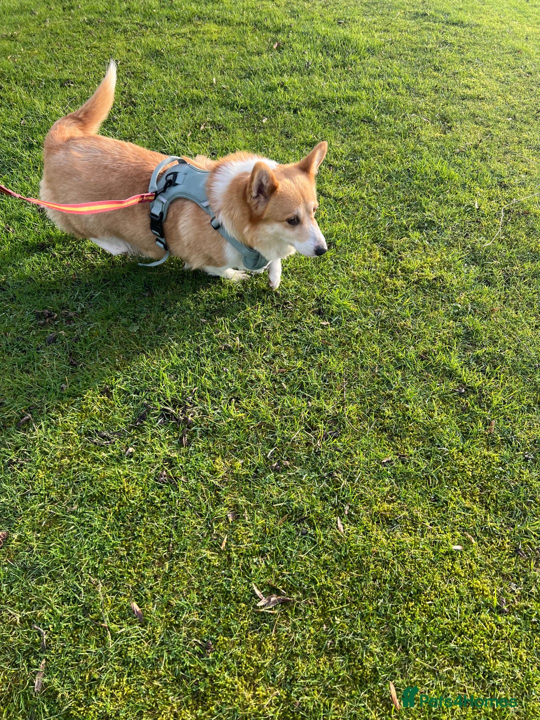 Welsh Corgi Pembroke dogs for sale: Corgi  - Advert 4