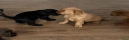 Cockapoo dogs for sale: Gorgeous mini f1b cockapoo boys  - Advert 4