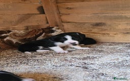 Sprollie dogs for sale: 7 lovely sprollie pups for sale - Image 9