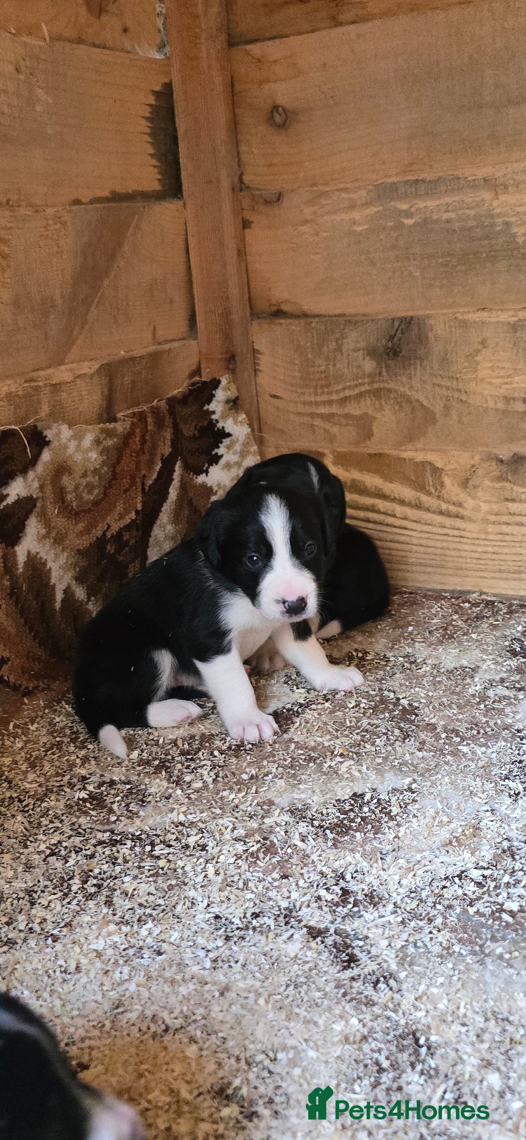 Sprollie dogs for sale: 7 lovely sprollie pups for sale - Image 9