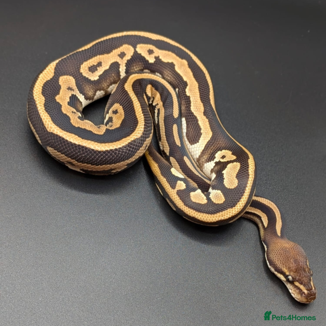Python Snake reptiles for sale: Range of Royal Pythons - Advert 11