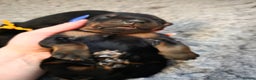 Dobermann dogs for sale: Doberman puppies  - Advert 12