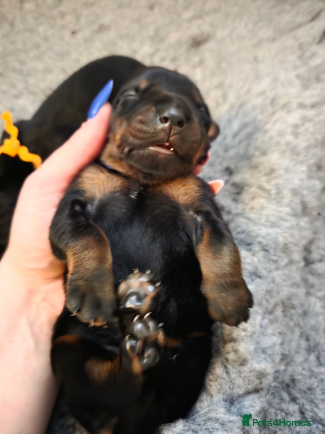 Dobermann dogs for sale: Doberman puppies  - Advert 12