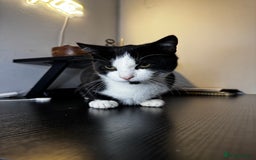 Mixed Breed cats for sale: Adorable Black & White Kitten Looking for Home - Image 2
