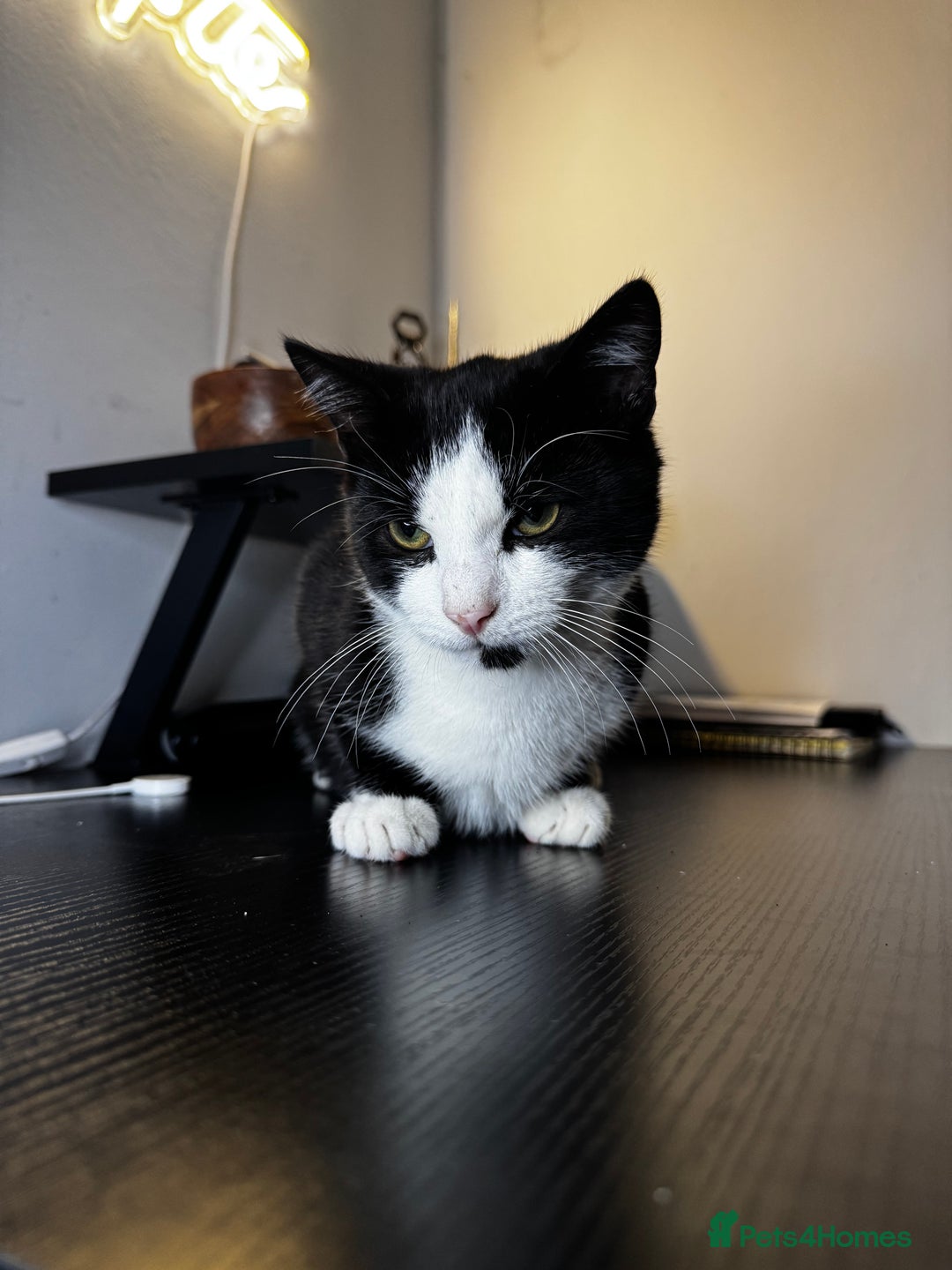 Mixed Breed cats for sale: Adorable Black & White Kitten Looking for Home - Image 2