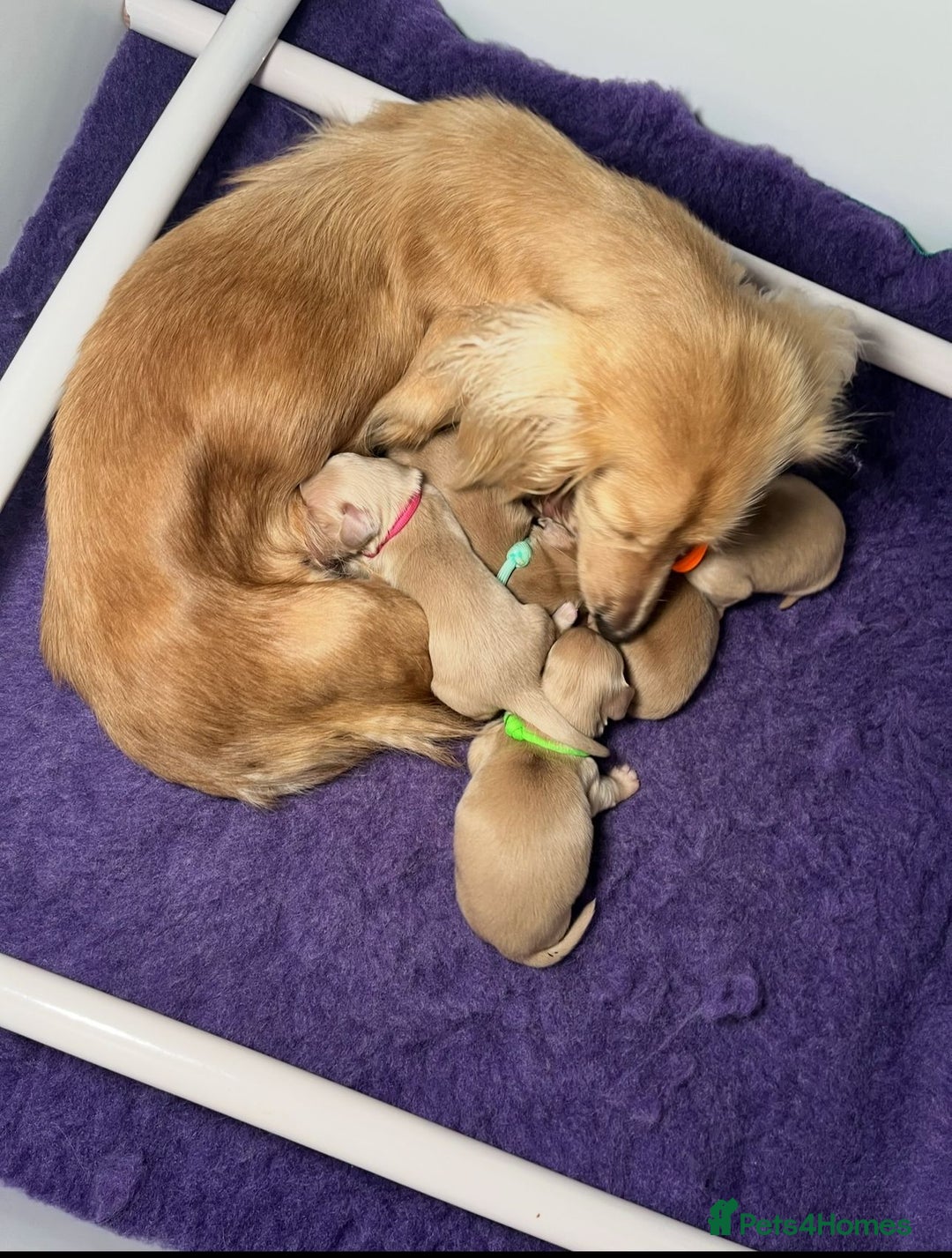 Miniature Dachshund dogs for sale: KC reg Miniature English cream dachshund girl  - Image 8