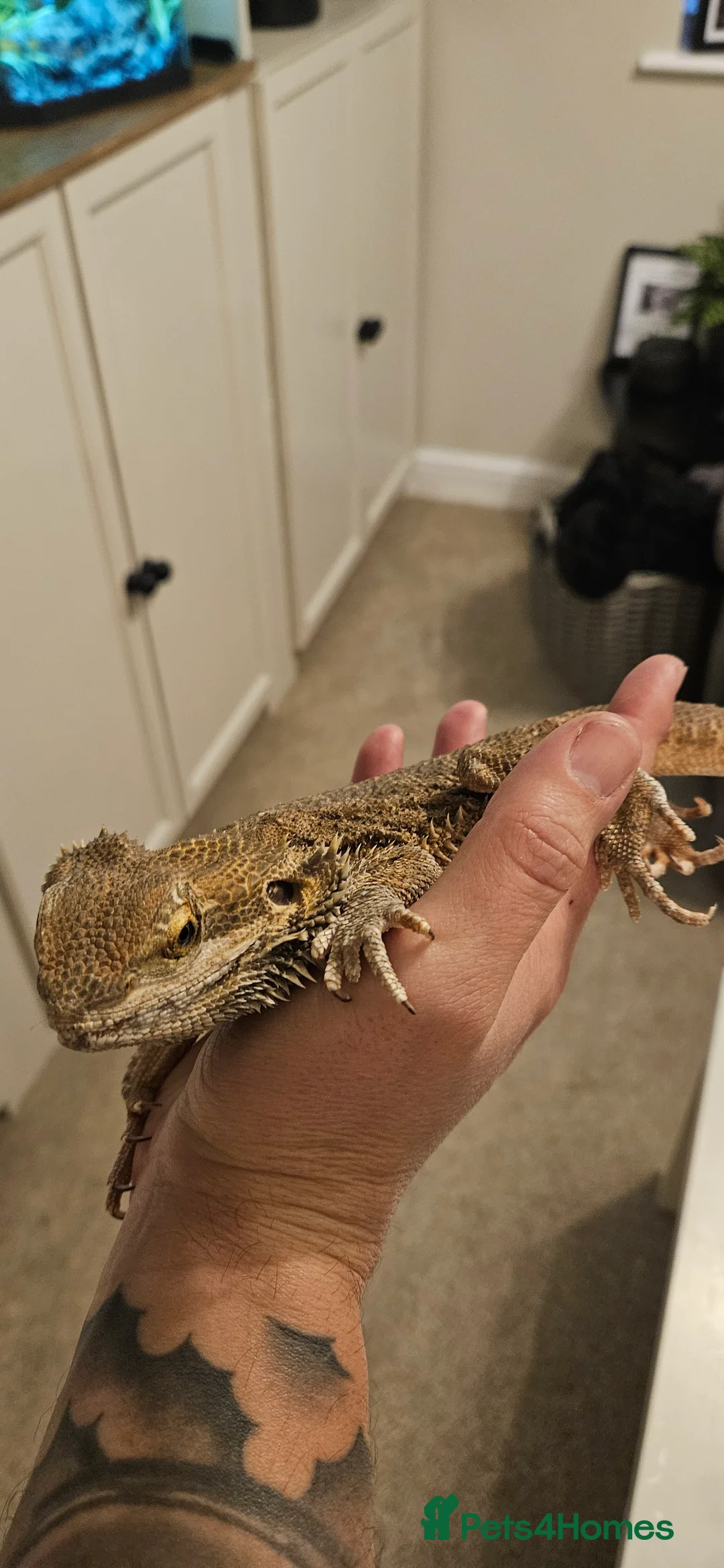 Bearded Dragon reptiles for sale: Bearded dragon - Advert 4