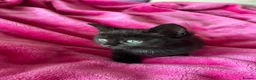 Mixed Breed cats for sale: 6 gorgeous kittens  - Advert 7