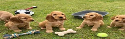 Cocker Spaniel dogs for sale: Beautiful English show Coker Spaniel Pups  in Newry - Advert 7