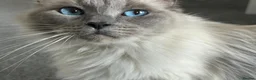 Ragdoll cats for sale: Stunning Blue Point Female - Advert 3