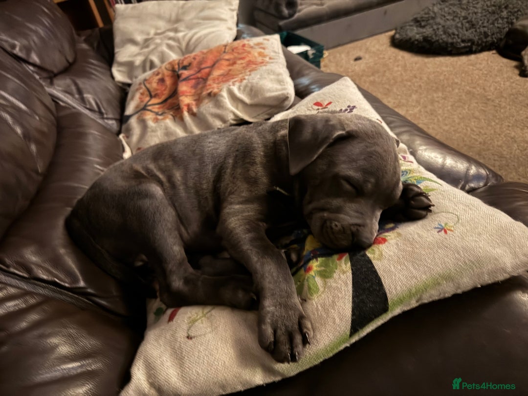 Staffordshire Bull Terrier dogs for sale: Prince Fury - Advert 3