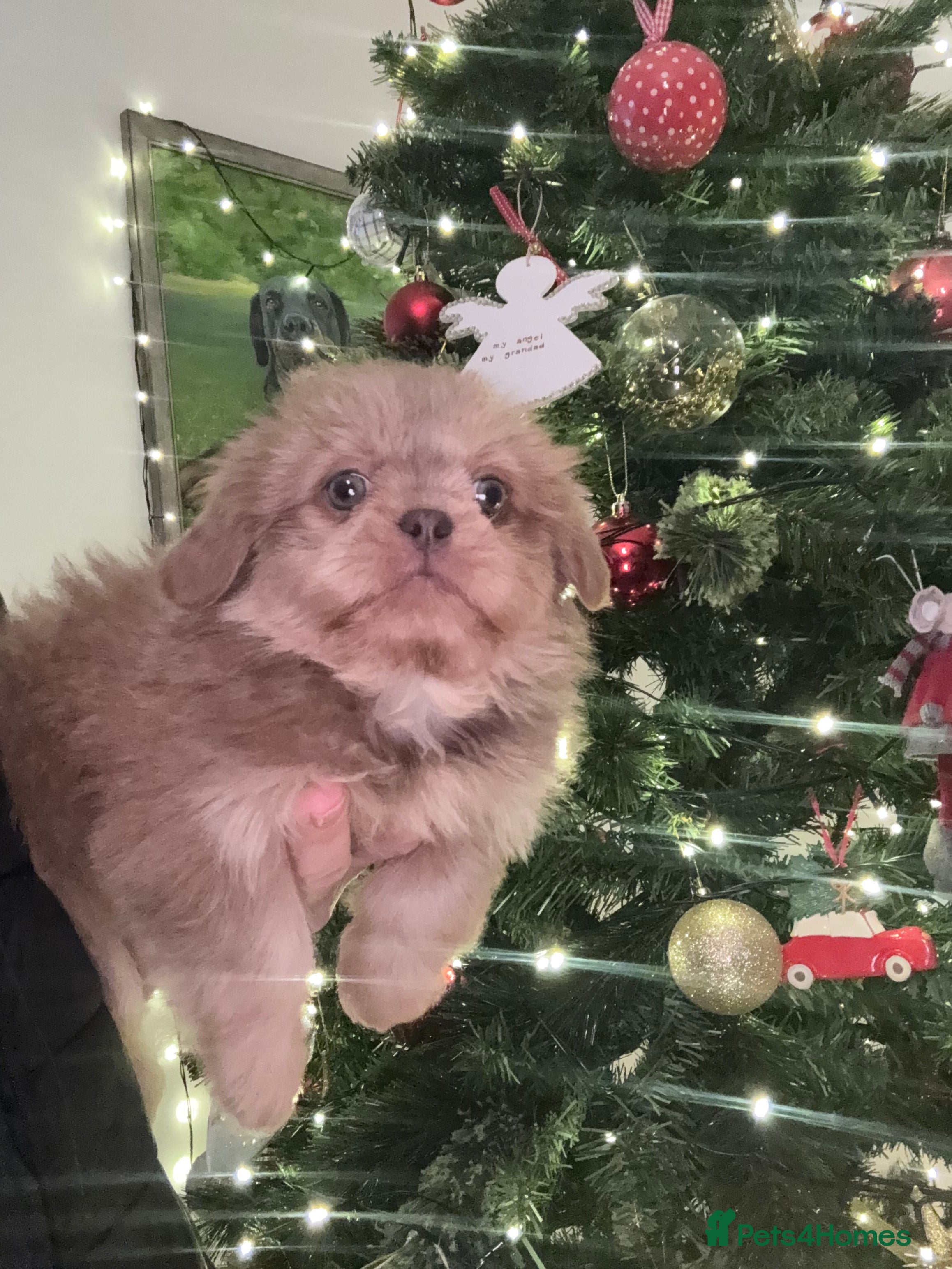 Shih Tzu dogs 🩷💜Stunning KC Registered Shih Tzu Puppies🧡💜 - Advert 11