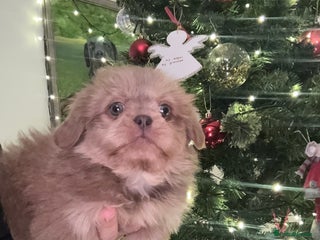 Shih Tzu dogs 🩷💜Stunning KC Registered Shih Tzu Puppies🧡💜 - Advert 11