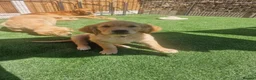 Golden Retriever dogs for sale: Stunning dark golden retriever puppies for sale - Advert 5