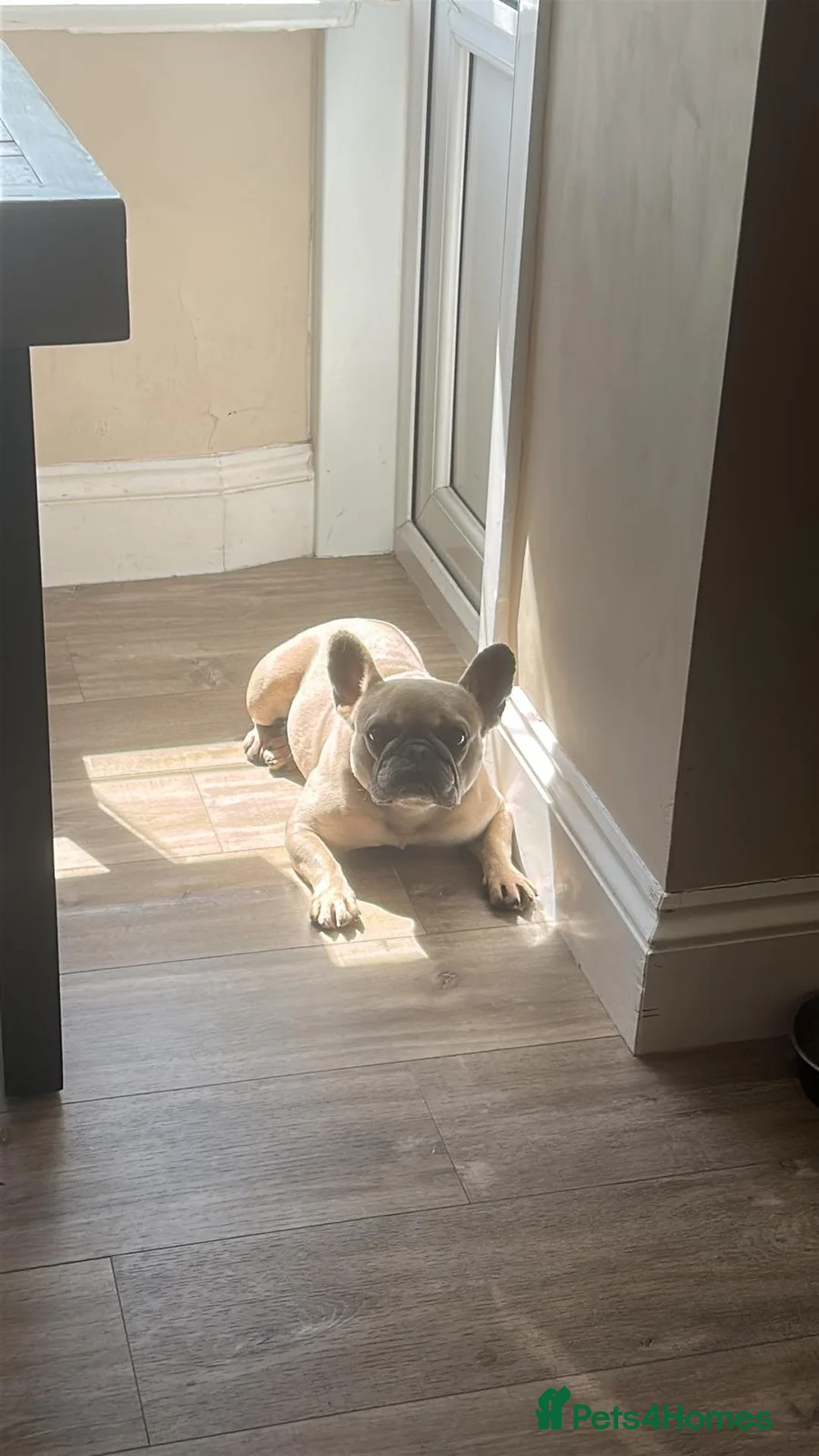 French Bulldog dogs for sale: French Bulldog - Advert 2