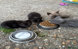 Ragdoll cats for sale: 7 week old ragdoll kittens sale  - Image 1