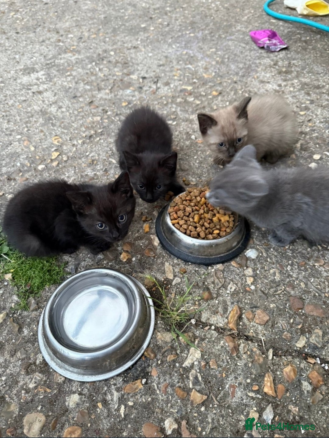 Ragdoll cats for sale: 7 week old ragdoll kittens sale  - Image 1