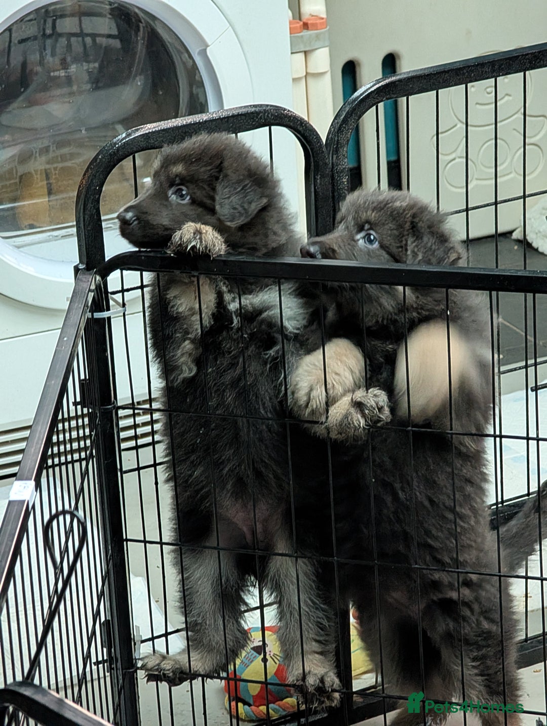 German Shepherd dogs for sale: Gorgeous Shepherd Puppies for Sale - Advert 2