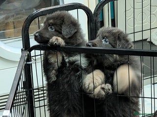 German Shepherd dogs REDUCED Rare German Shepherd Puppies for Sale - Advert 3