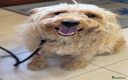 Mixed Breed dogs for adoption: Wonderful Marcus needs a loving home - Image 9