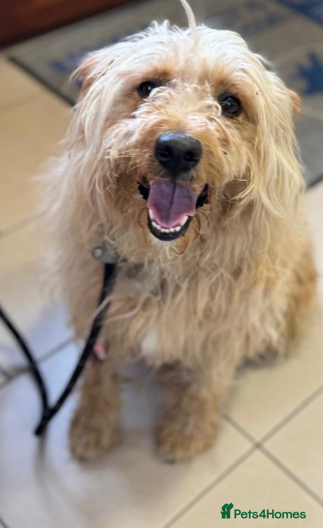 Mixed Breed dogs for adoption: Wonderful Marcus needs a loving home - Image 9