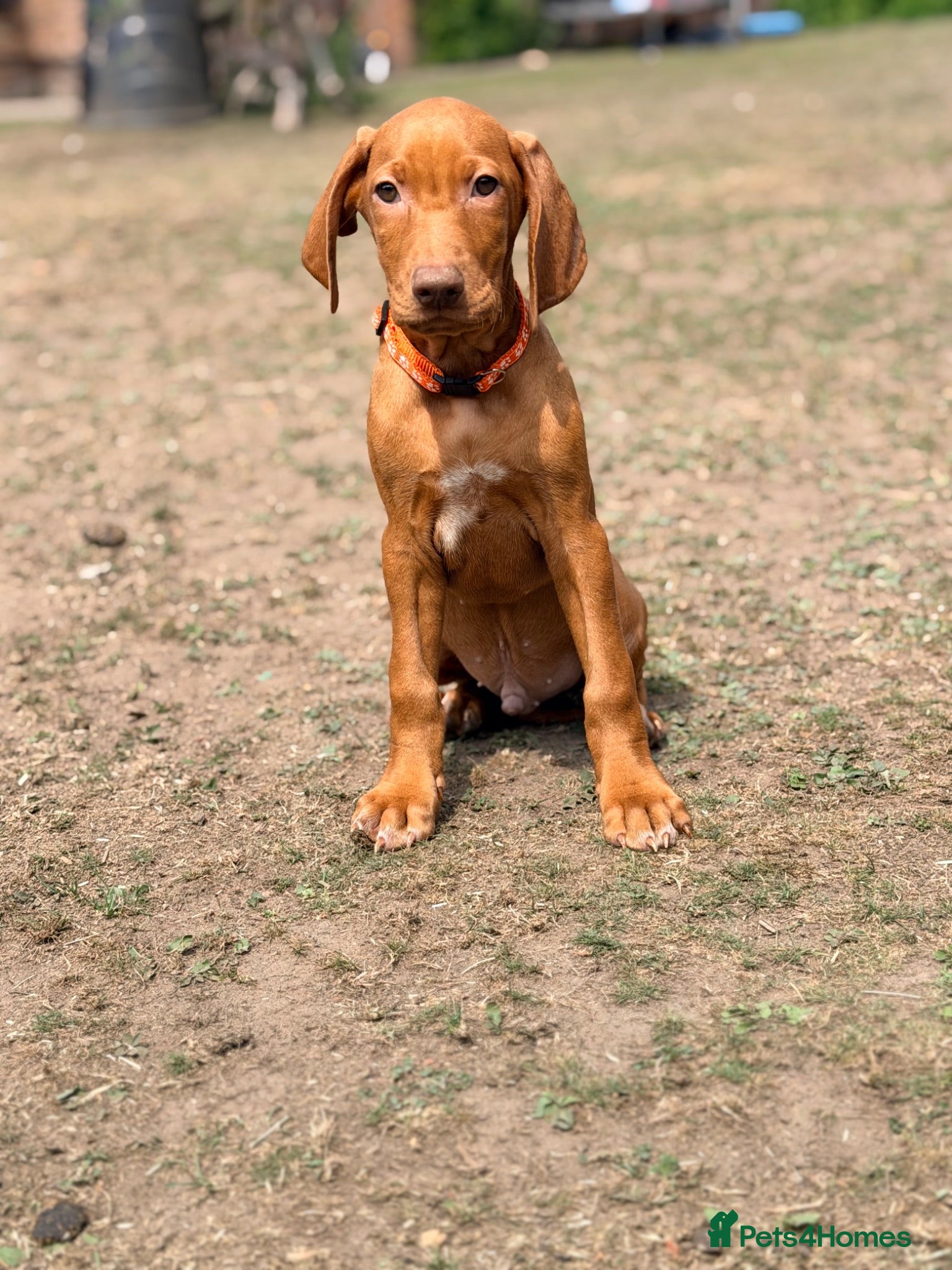 Hungarian Vizsla dogs Premium Male Hungarian Vizsla Puppies ONLY 1  - Advert 2