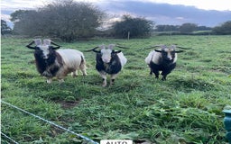 Goats livestock for sale: 3 Old English Billy Goats - very low maintenance - Image 1