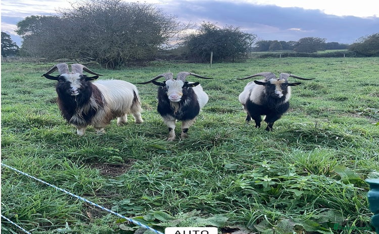 Goats livestock - Advert 1