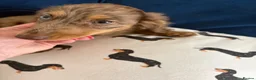 Dachshund dogs for sale: Chocolate dapple mini long haired boy dachshund - Advert 9