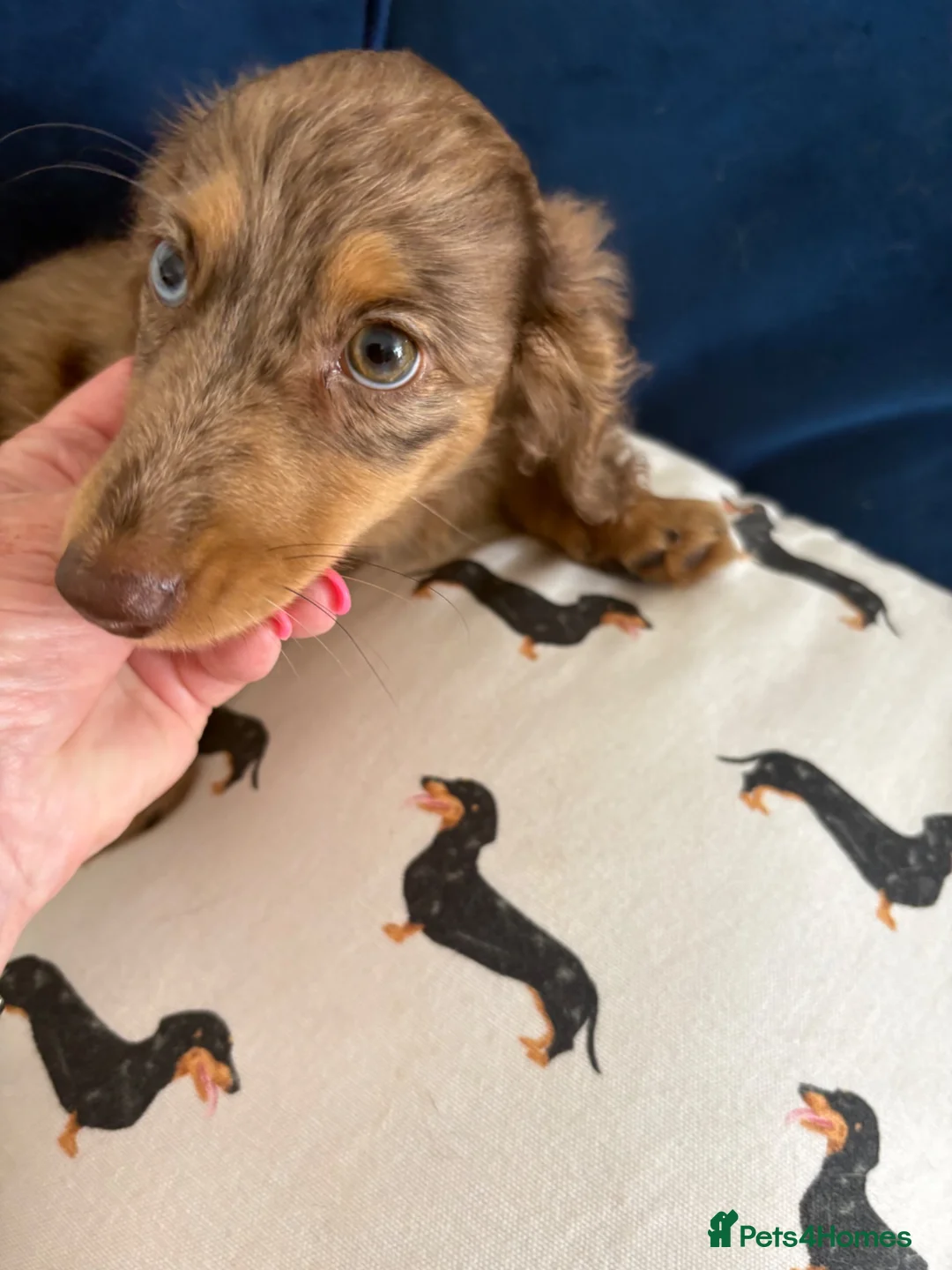 Dachshund dogs for sale: Chocolate dapple mini long haired boy dachshund - Advert 9