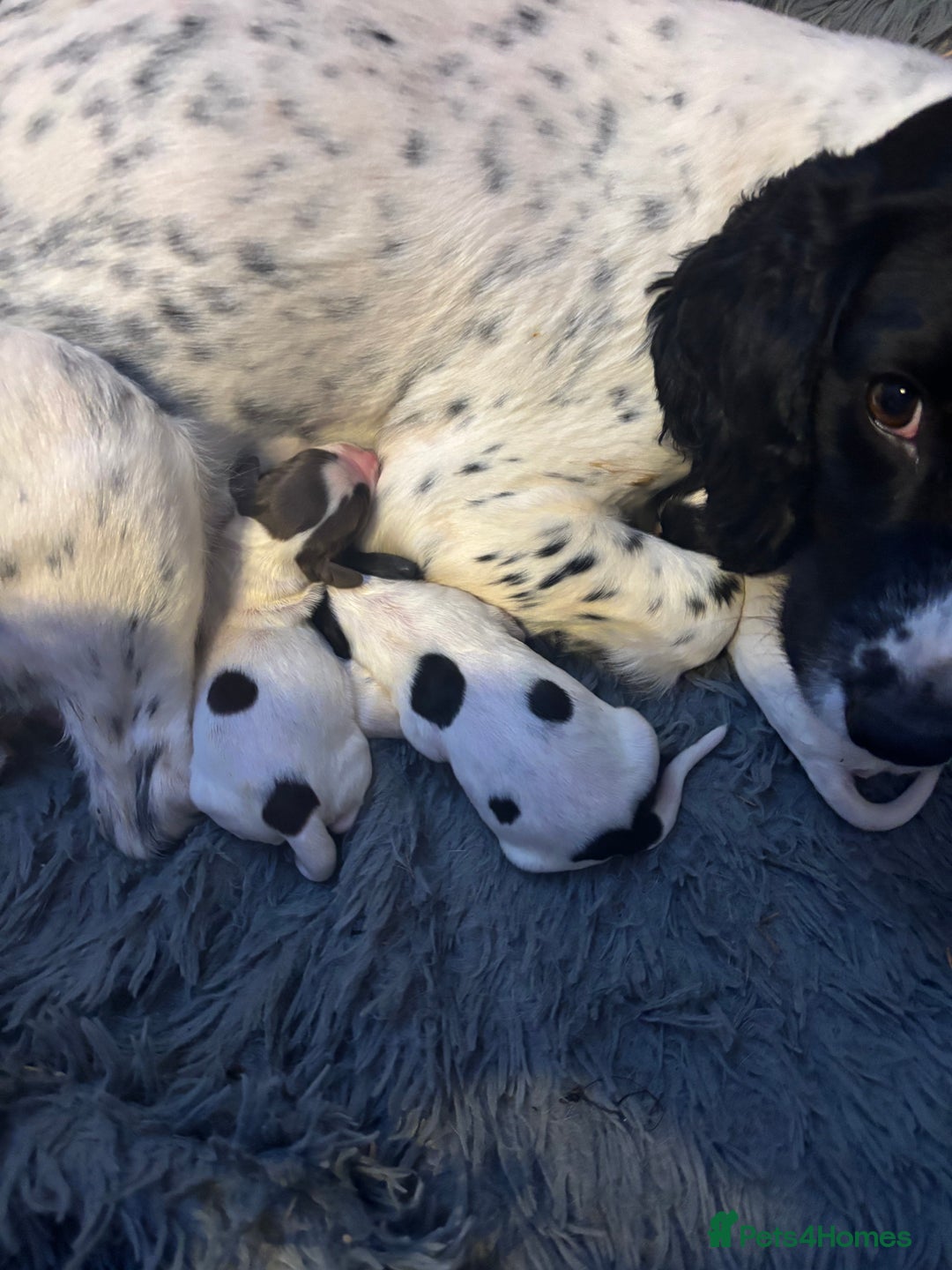 English Springer Spaniel dogs for sale: English Springer Spaniel Puppies  - Advert 26