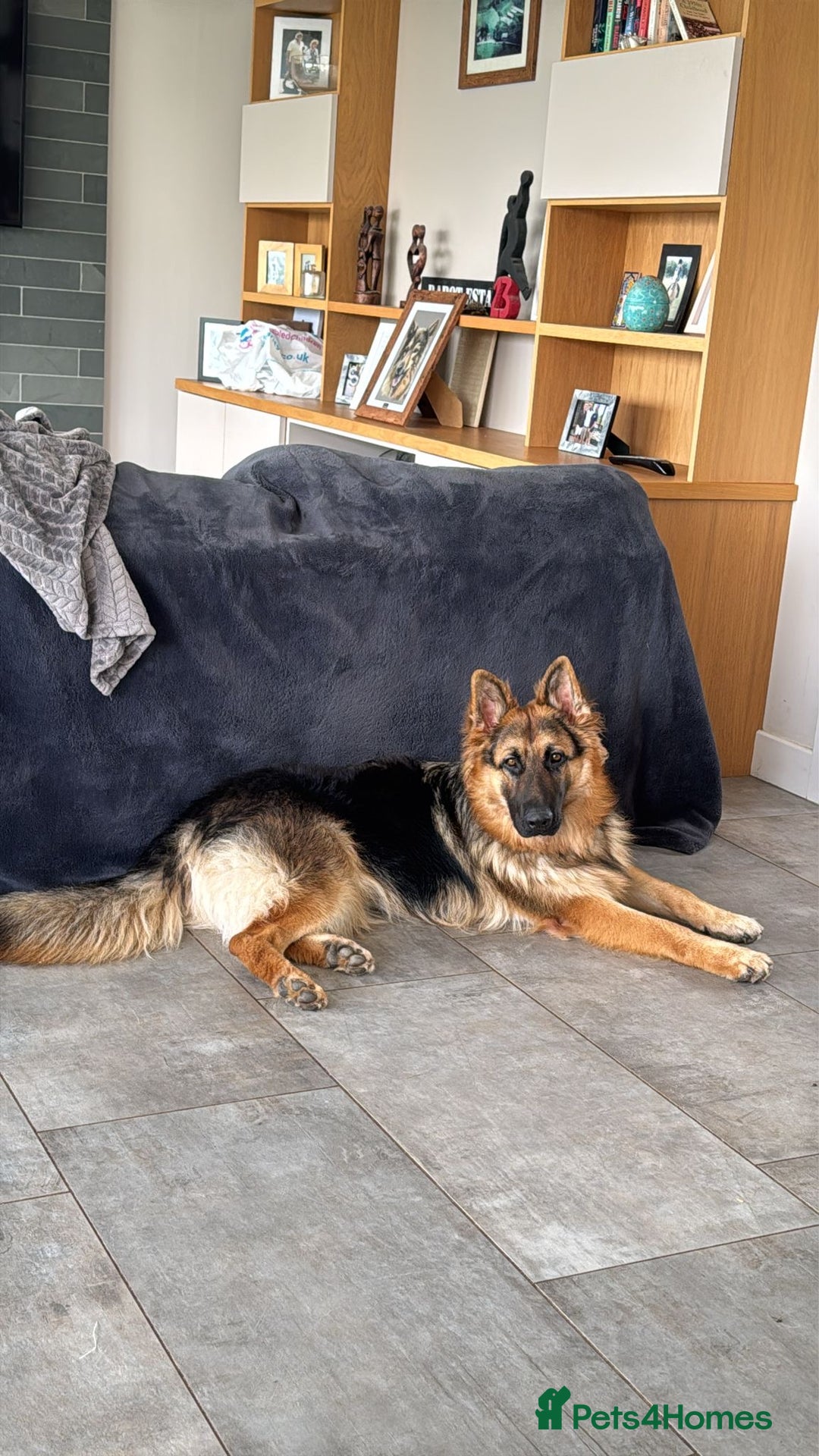 German Shepherd dogs for sale: Ready now! Lovely German shepherd girl puppies gsd - Image 15