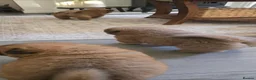 Chow Chow dogs for sale: KC Chowchow puppies - Advert 8