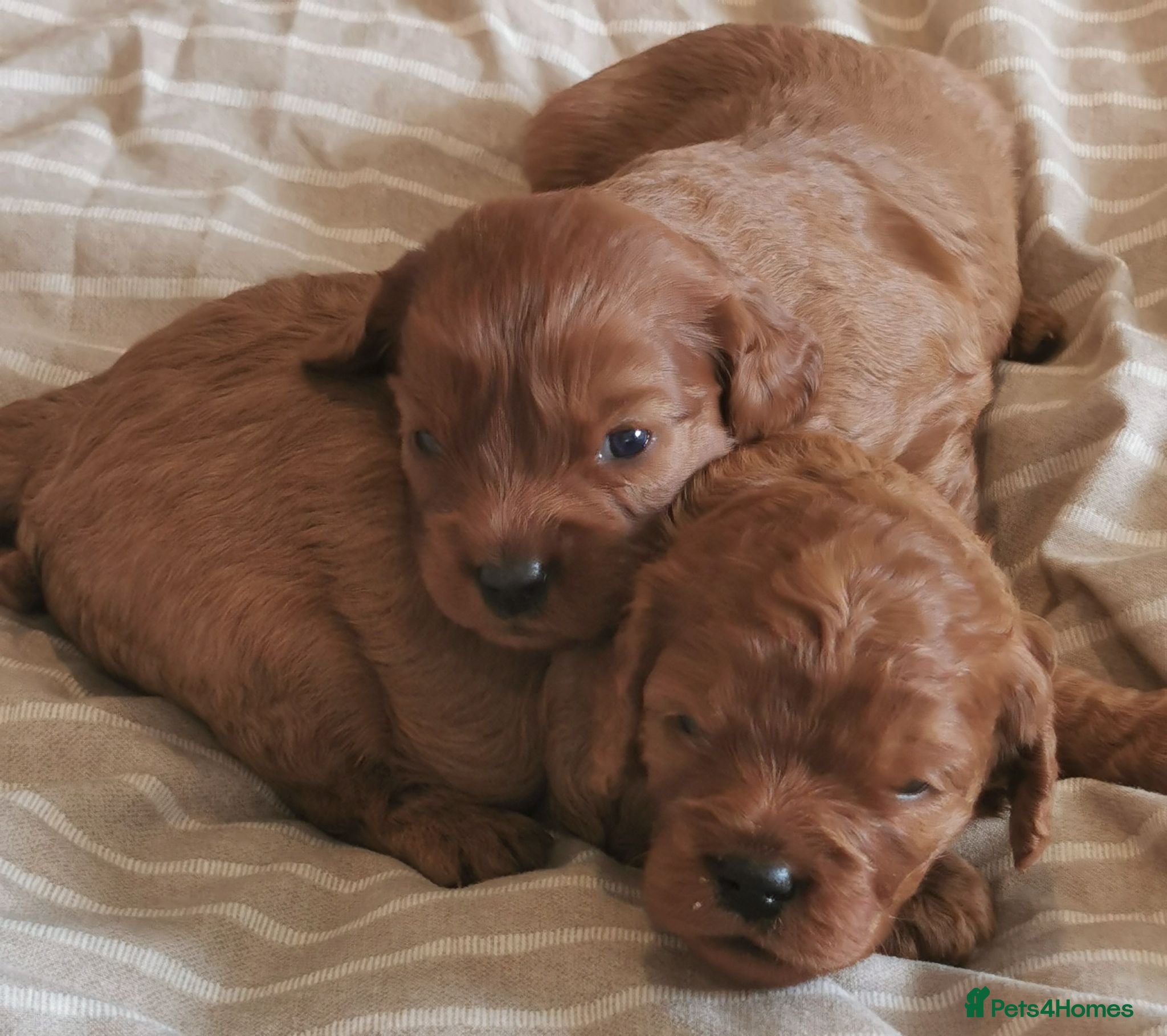 Cavapoo dogs Extensively health tested F1b Cavapoo puppies  - Advert 4